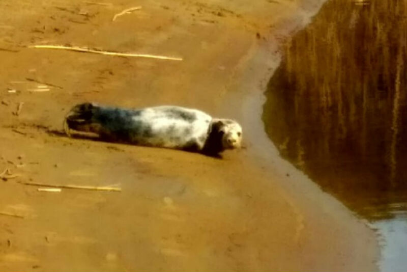 Источник: vk.com/sealrescue