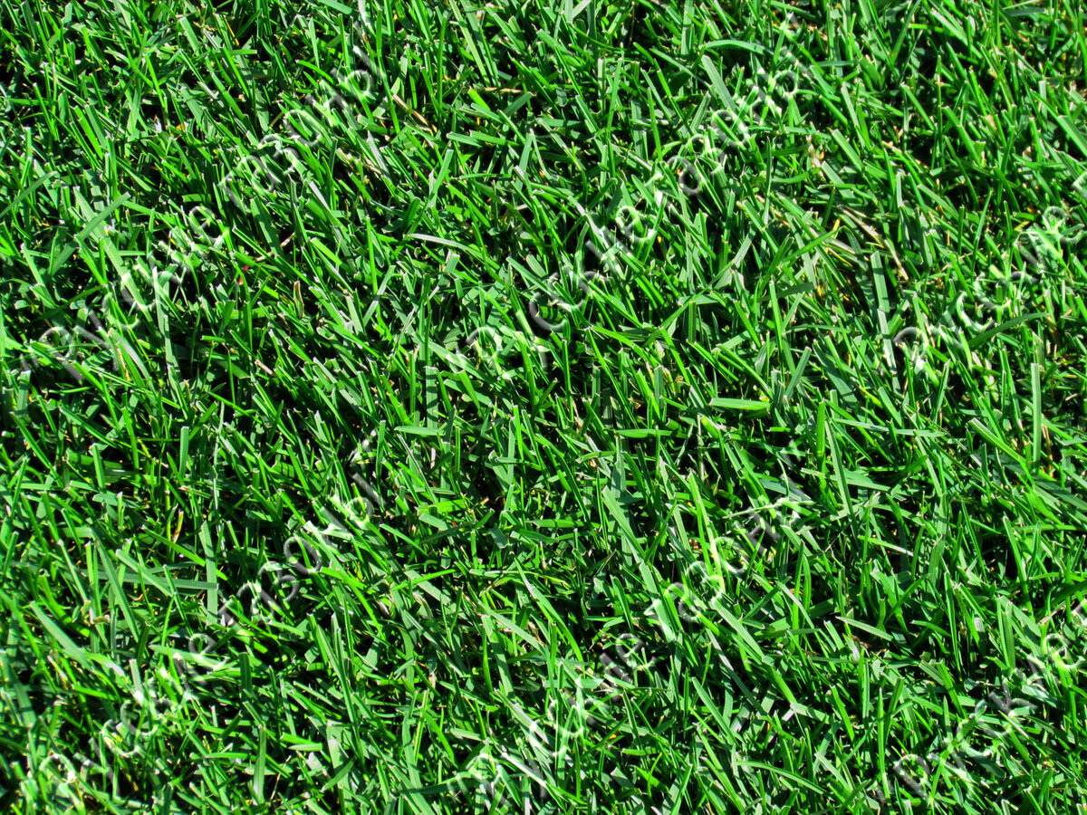 Ландшафты с Мятликом Луговым: фотогалерея Ландшафтный дизайн Фотоальбом АК Архит