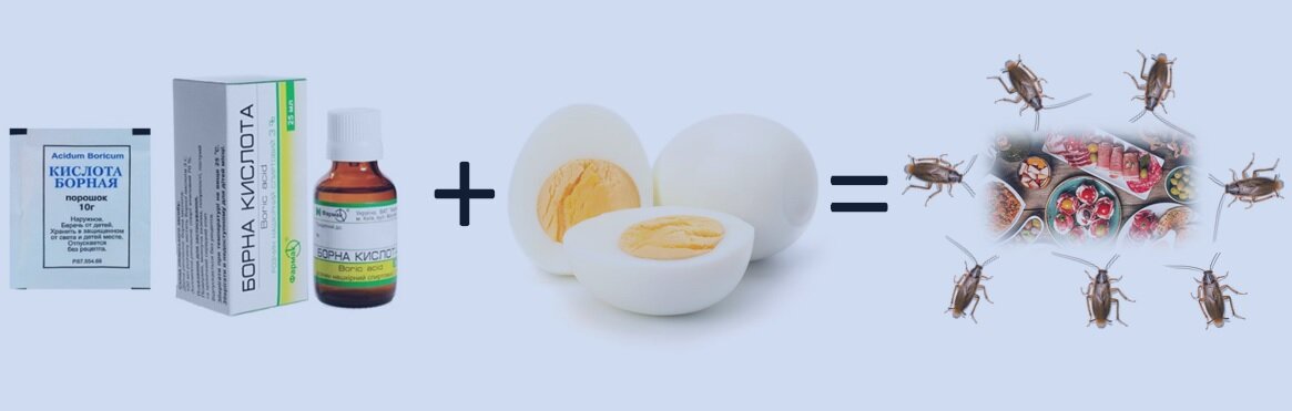 Классика жанра – борная кислота с яичным желтком. Отличный ужин для тараканов