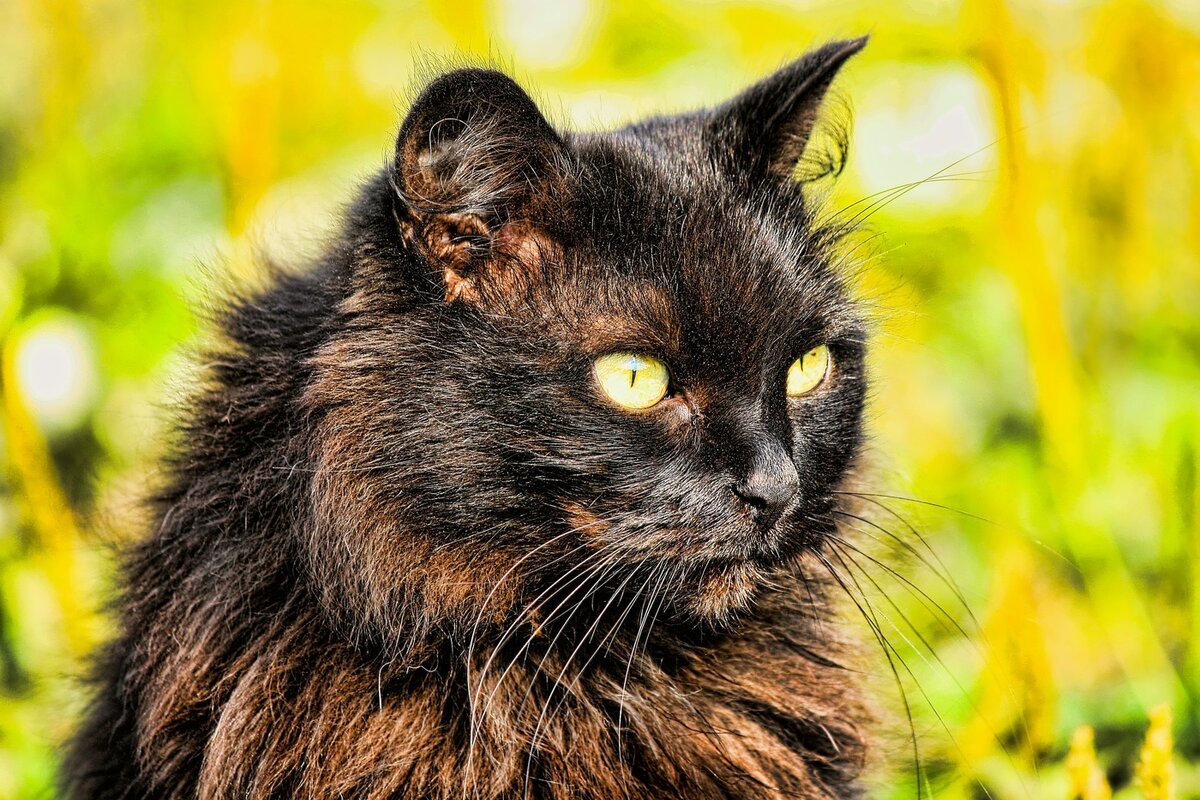Черных кошек обычно ассоциируют с Хэллоуином, колдовством и неудачами из-за суеверий, возникших еще в Средние века.-2