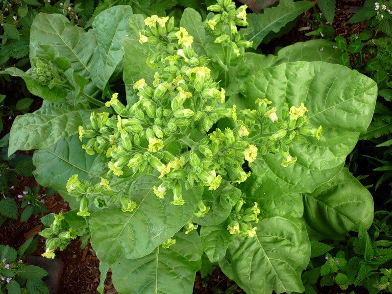 Махорка