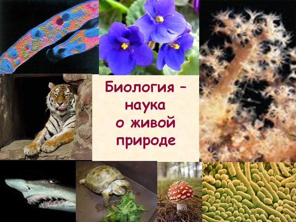 Картинки наука биология