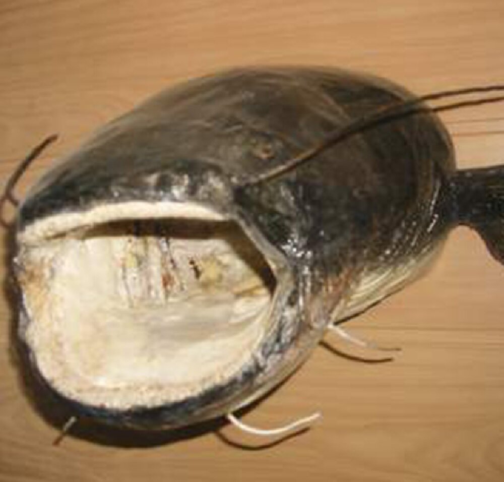 Фото из сети Интернет