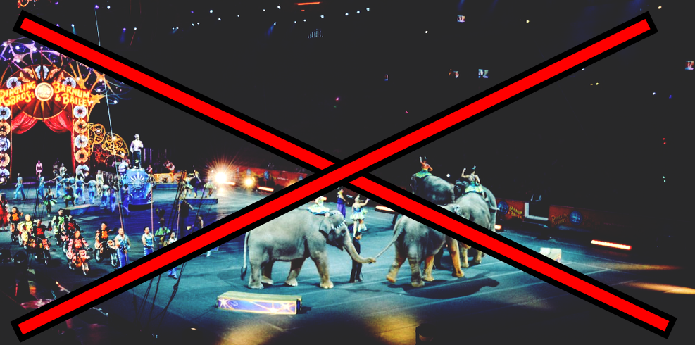 Животные в цирке - пережиток прошлого.