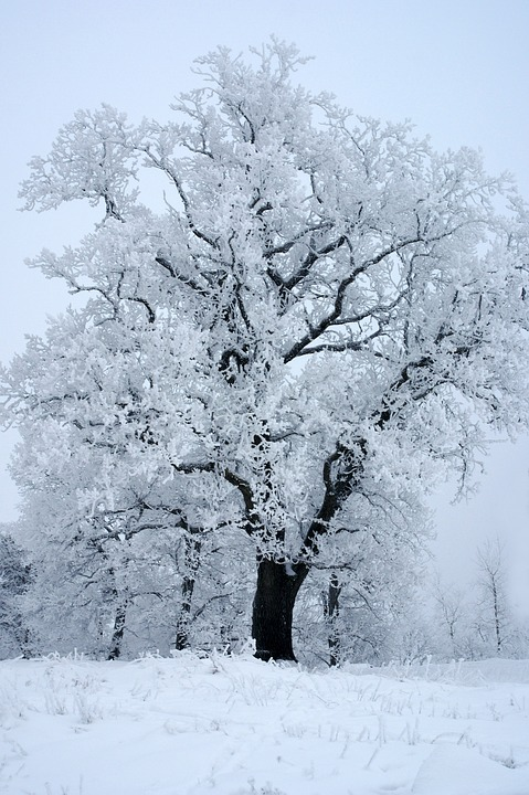 Источник:pixabay.com Пользователь: Ylvers