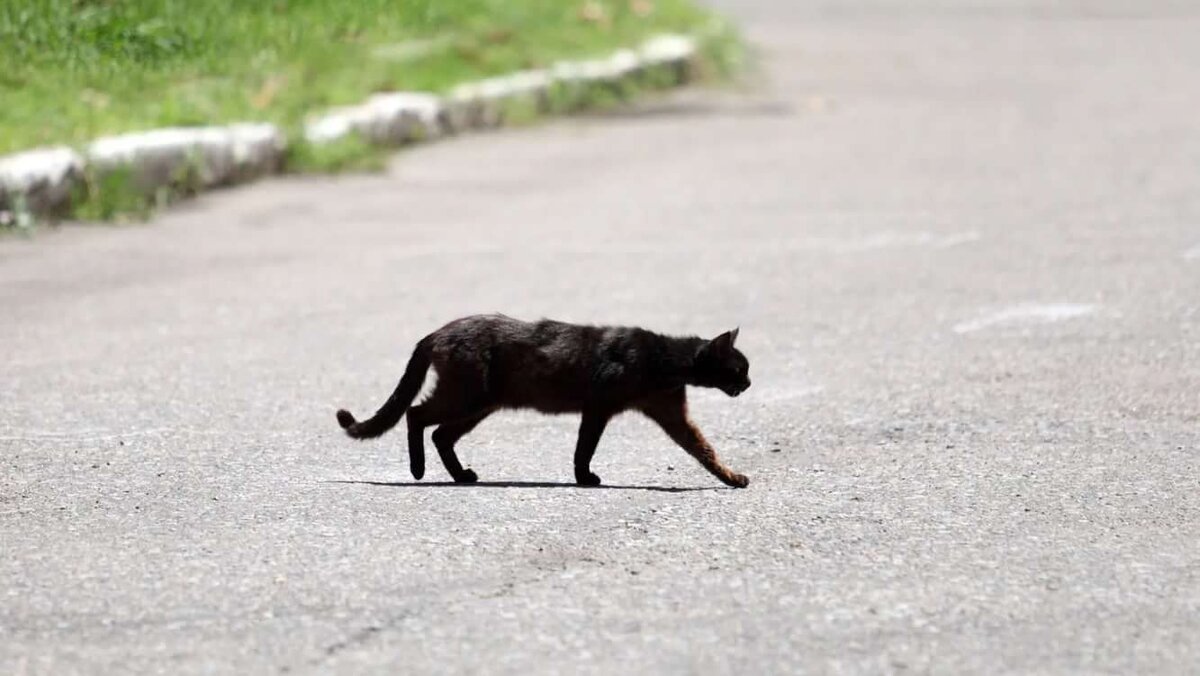 Просто чёрный кот