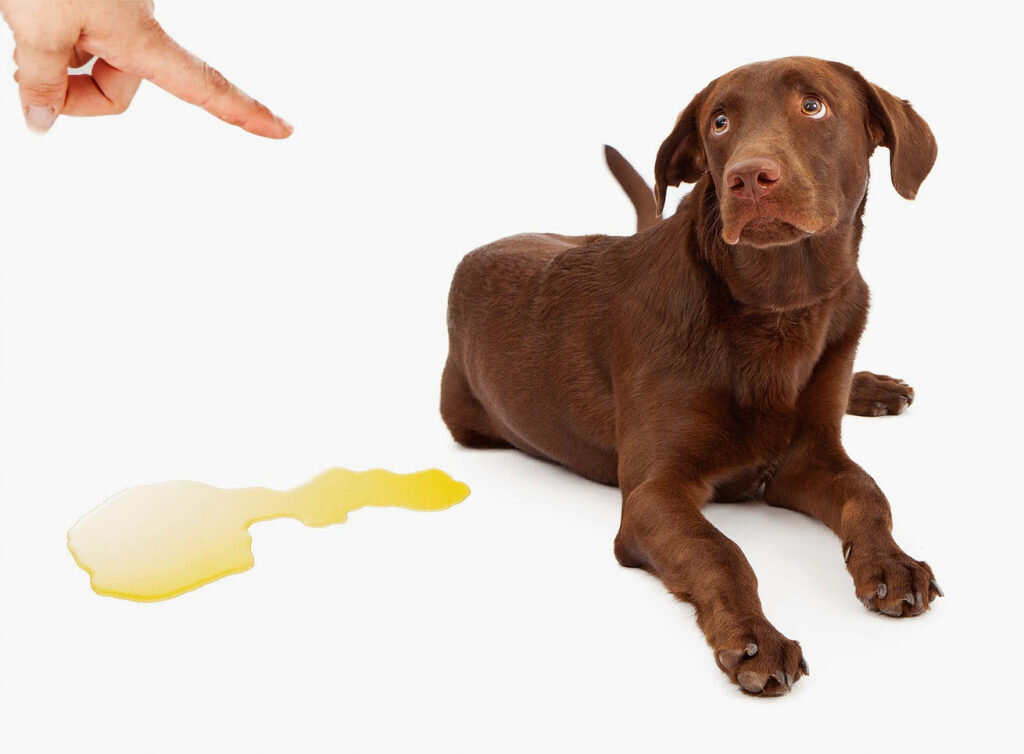 Собака гадит дома