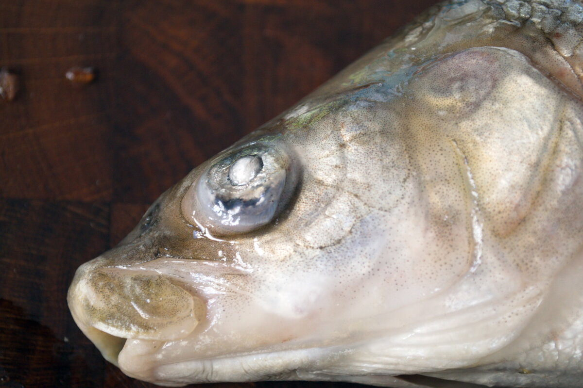 5 обязательных условий при покупке северной рыбы. Примеры с фотографиями.