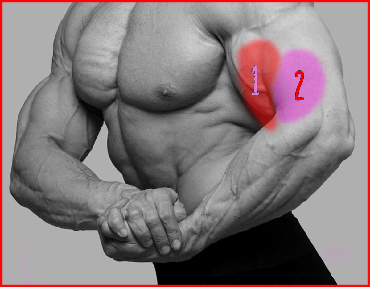 Внешняя и внутренняя головка бицепса.