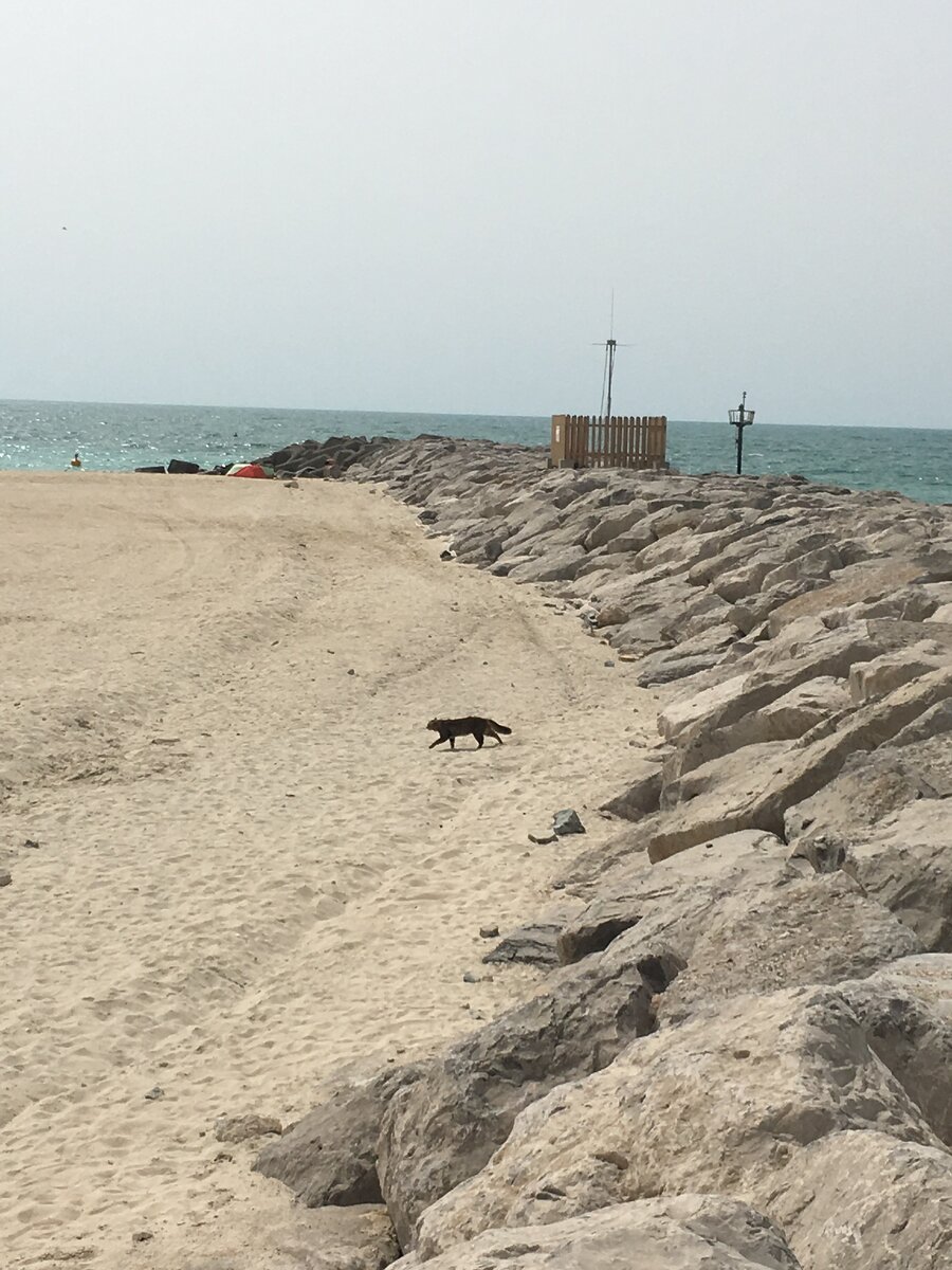 коты на любом из пляжей присутствуют