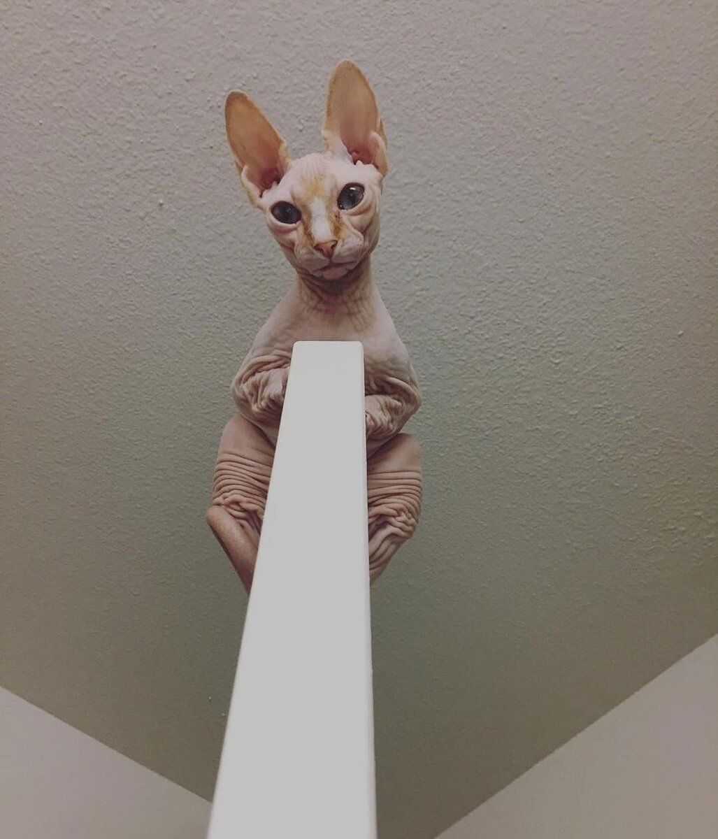 Кошка сфинкс сидит на двери