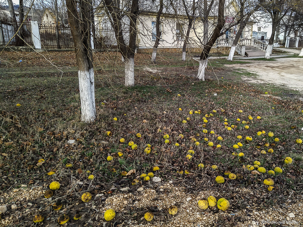 Бродили по Старому Крыму(3). ул.Ленина