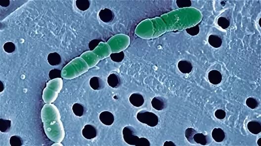 Oenococcus oeni - отвечает за проведение биологического кислотопонижения =    яблочно-молочного брожения = малолактической ферментации.