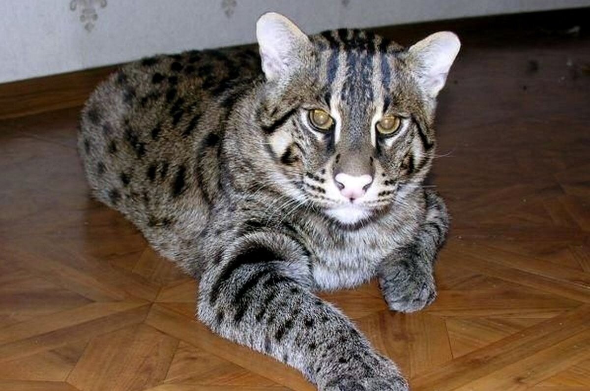 Авито породы кошек. Виверровый кот рыболов. Кот породы камышовый. Сибирский камышовый кот. Порода кошек камышовый кот.