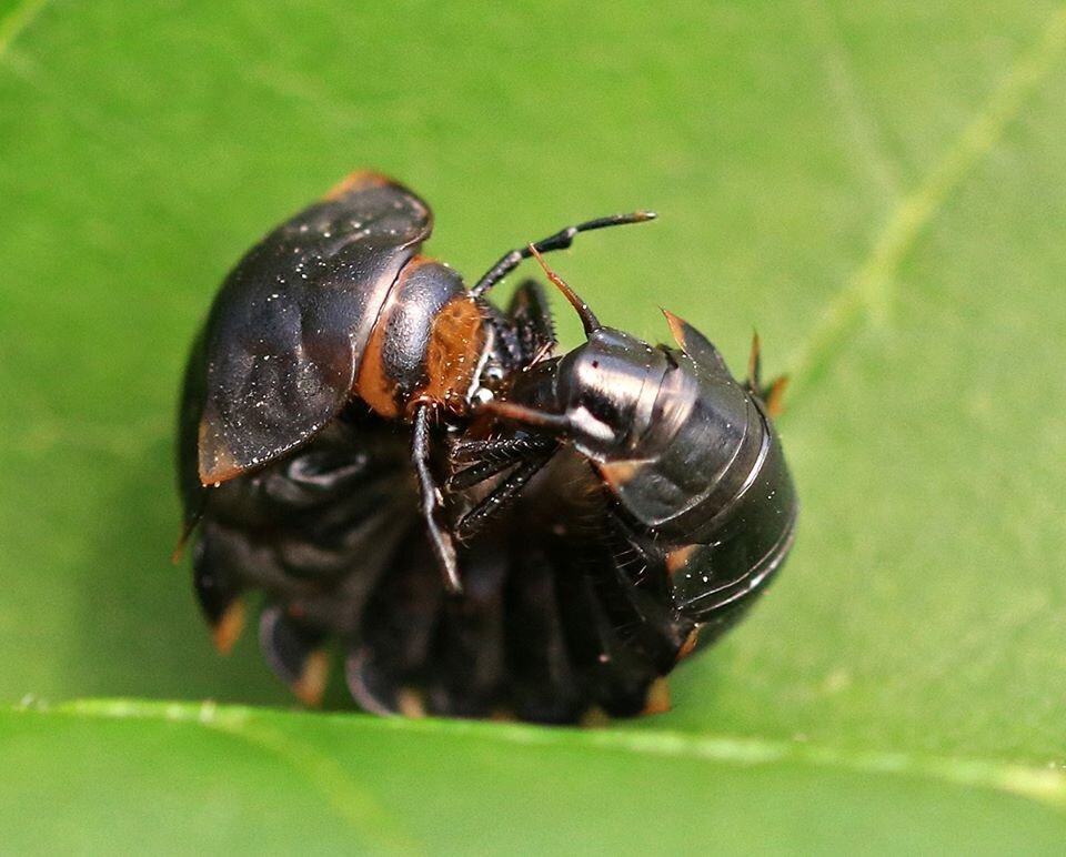 Личинка мертвоеда. Личинка мертвоеда (Silphidae). Личинка жука мертвоеда. Жук — могильщик, мертвоед. Мертвоед матовый личинка.