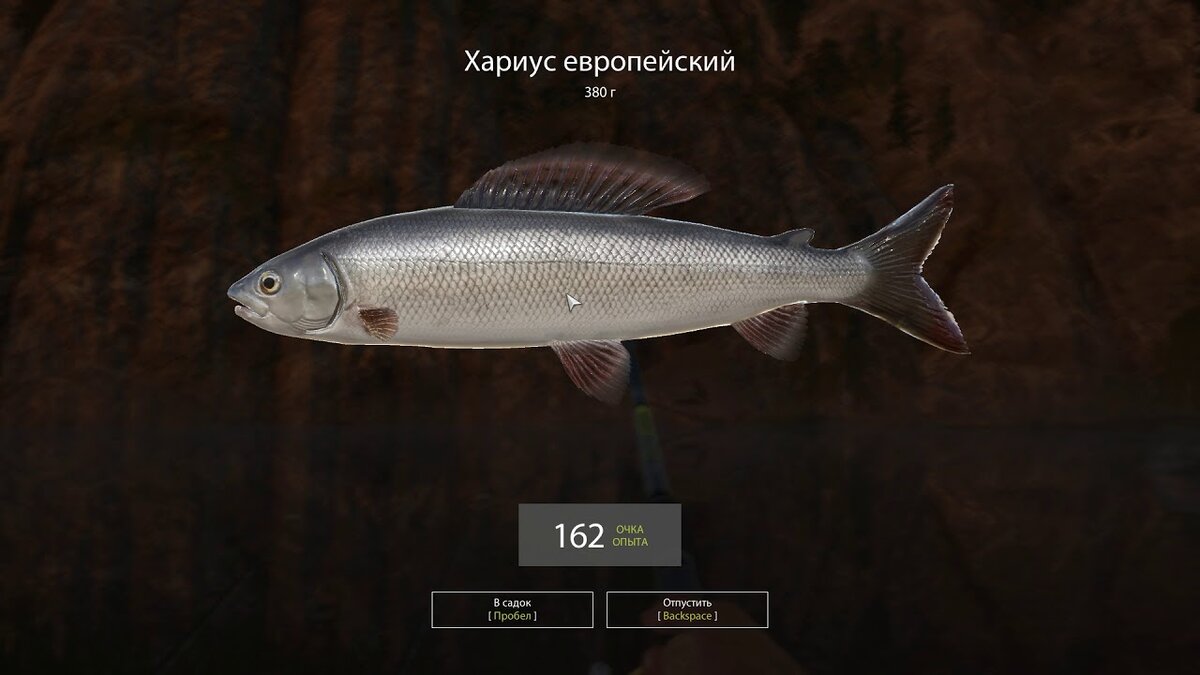 Маленький хариус