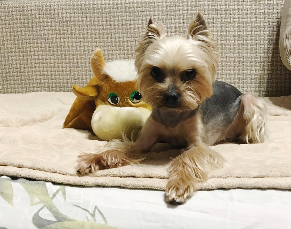 Привет, я Бантик! И я хочу, чтобы у каждой собаки был настоящий друг.