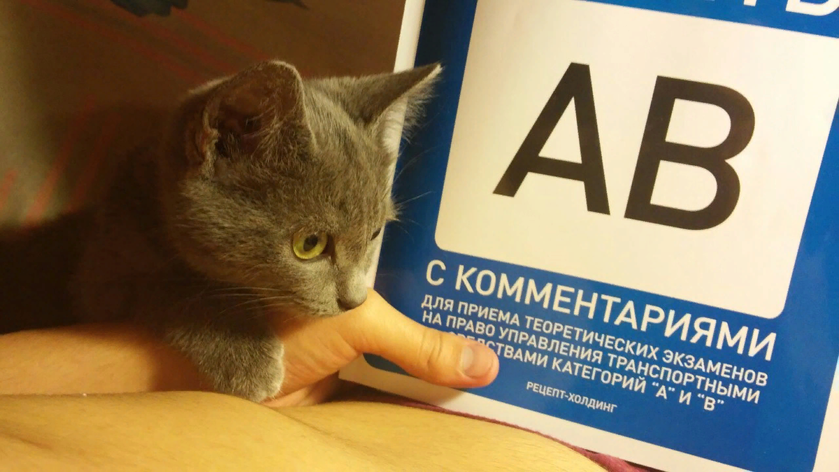 Учили вместе билеты в автошколу