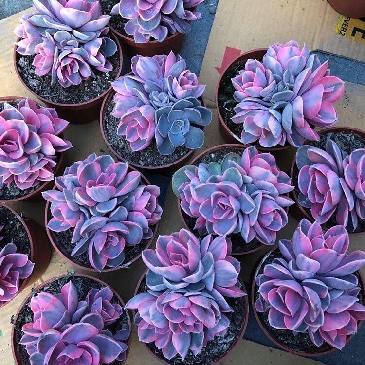 Радужная эхеверия