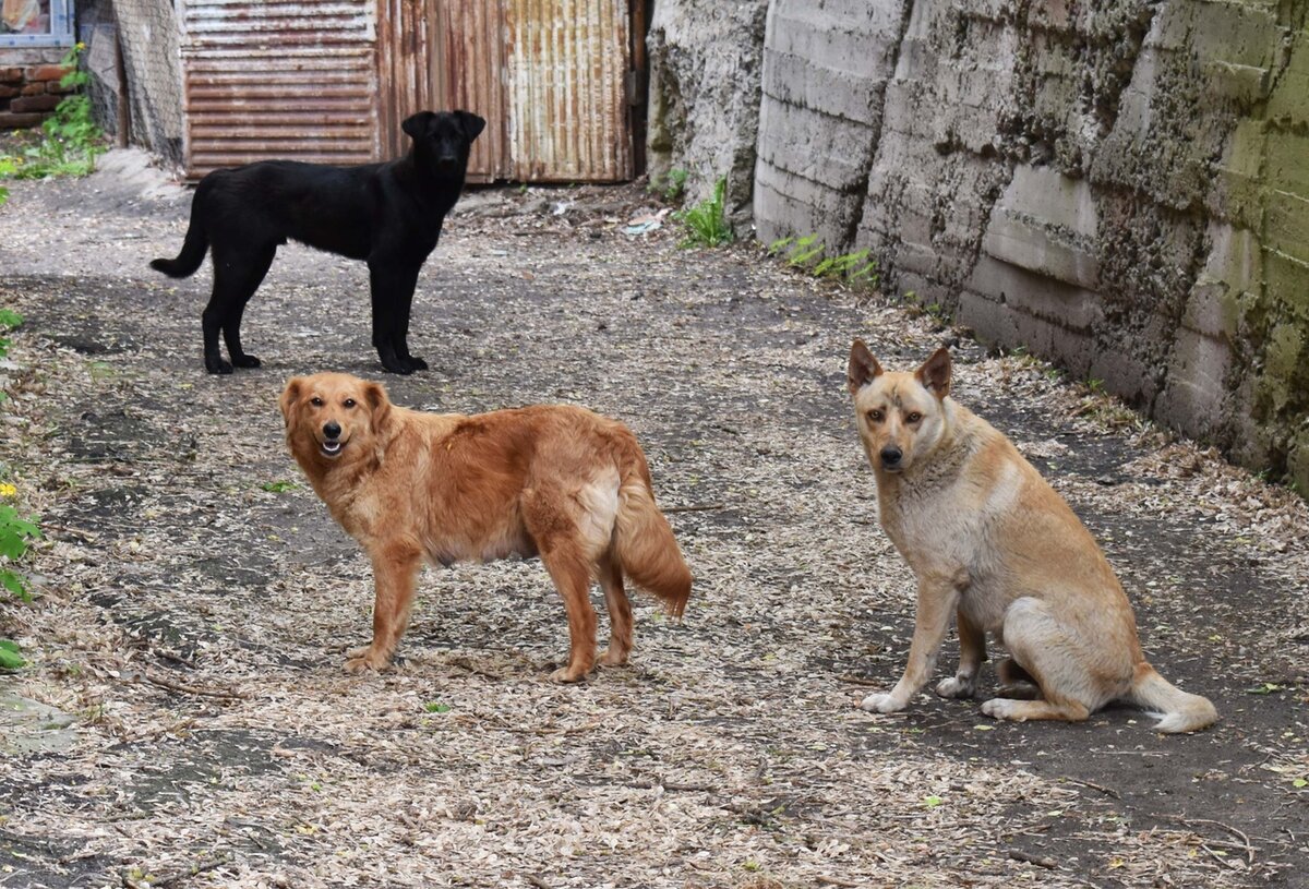 Фото сделано нашим волонтером. Собаки, живущие в одном из дворов нашего города.