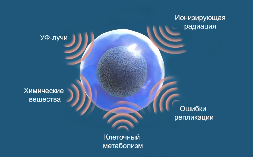 Почему мутирует ДНК