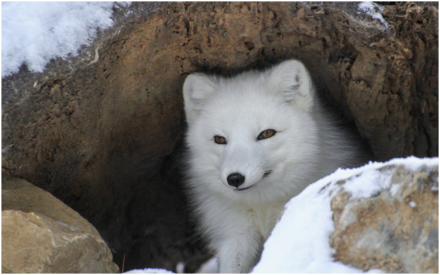 Песец к Весне возвращается в свой постоянный дом. Эти норы имеют более 15 ходов и занимают под землёй значительные площади. Норы передаются по наследству - из поколения в поколение. Изображение использовано в качестве иллюстрации. Источник - Яндекс Картинки.