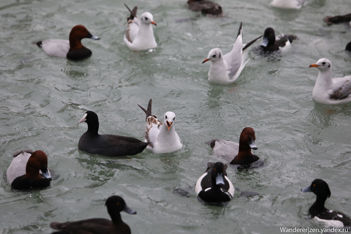 Утка мандаринка. Утки на море. Черные уточки в сочи. Утки сочи фото названия и фото. Утка в сочи.