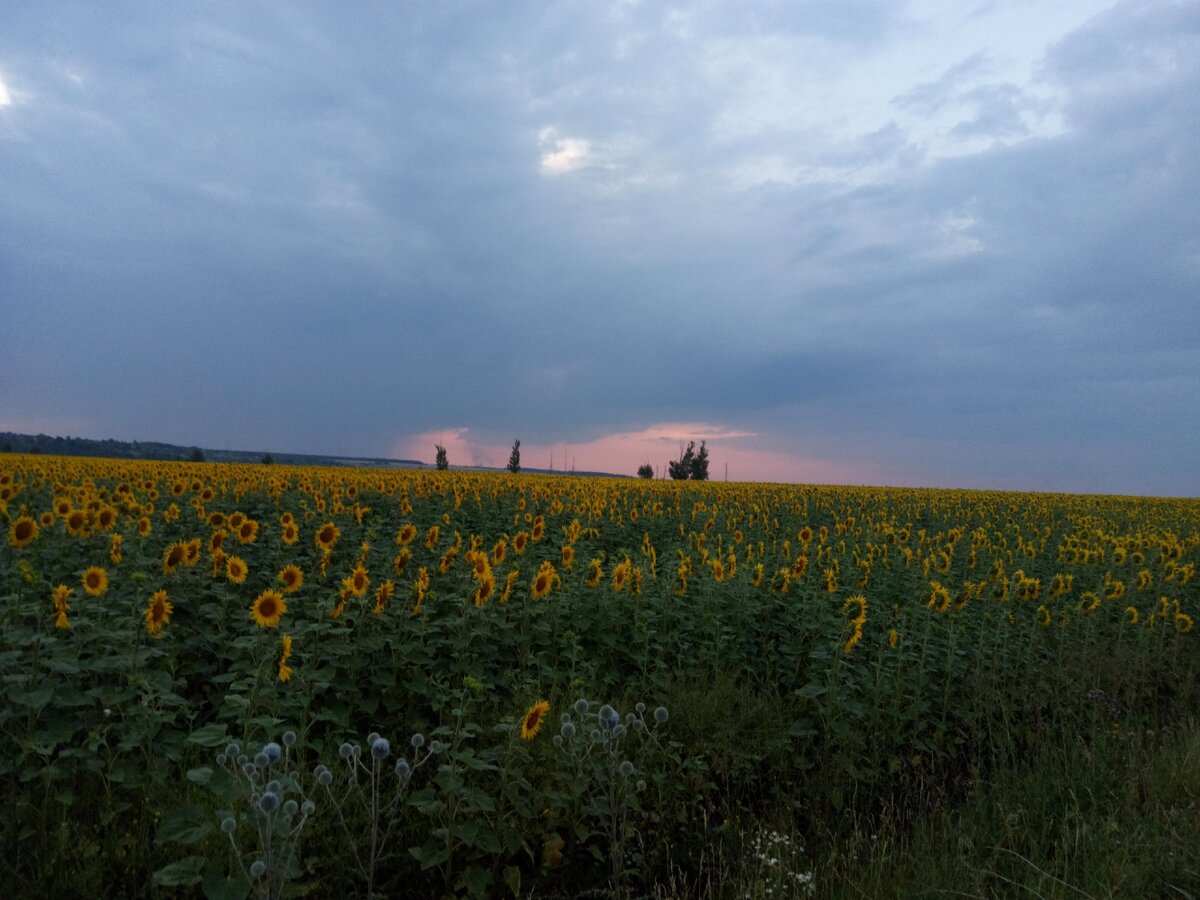 Хорошо в деревне летом...