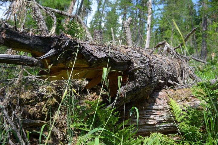 Фото: 19rus.info 