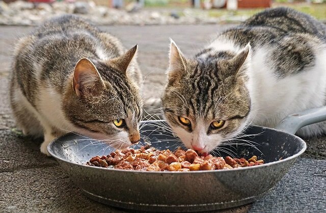 Котик с одеждой