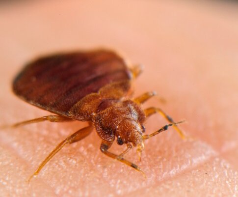 Постельный клоп