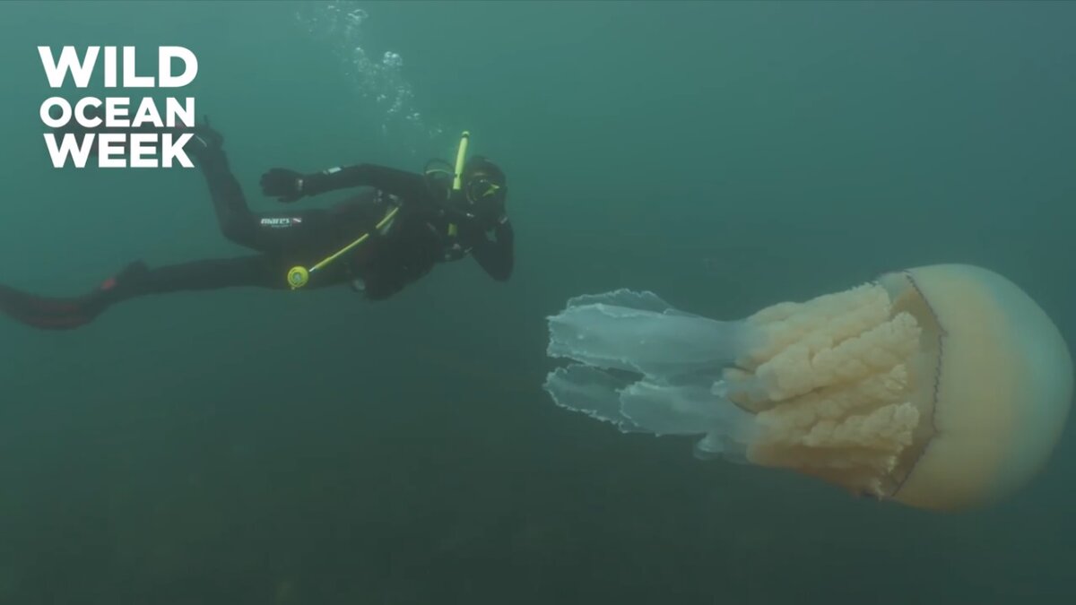 Источник: WILD OCEAN WEEK