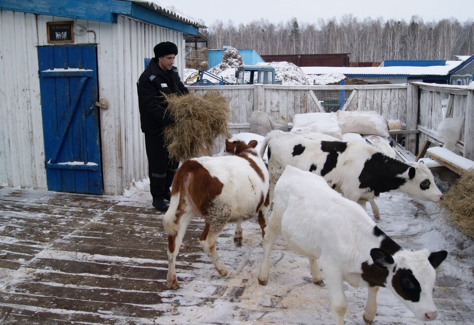 Личное подсобное хозяйство. Подсобное хозяйство. ЛПХ. ЛПХ хозяйство.