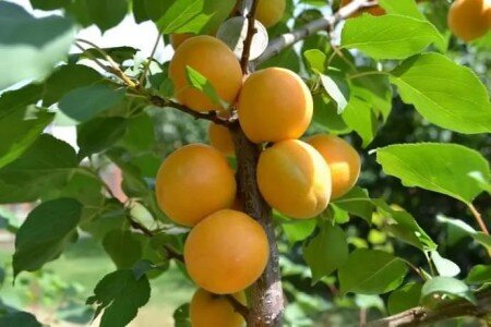Зимостойкие сорта абрикоса для Подмосковья: агротехника выращивания и обзор лучшихсортов