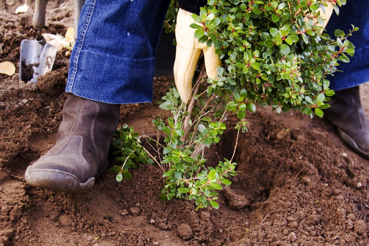 Посадка самшита в открытый грунт.