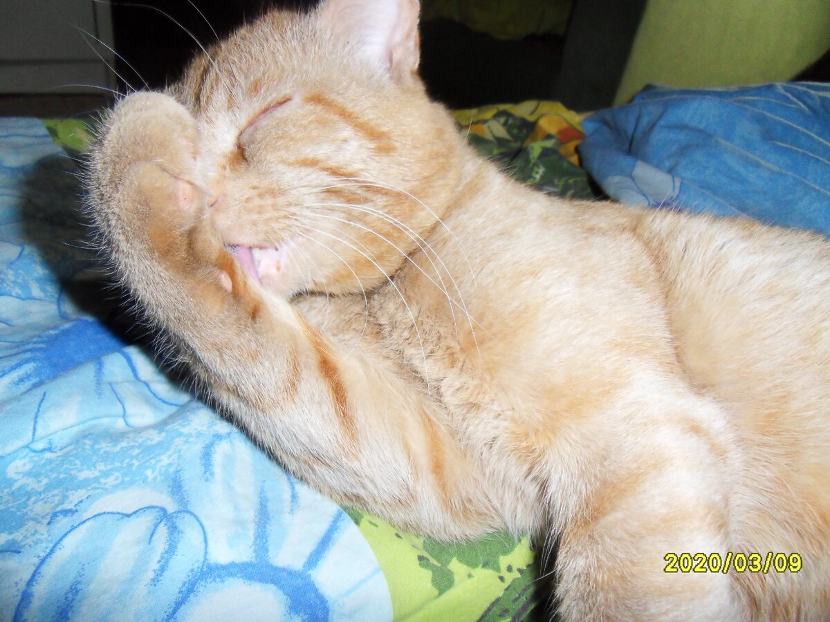 Мой Мурзилка.