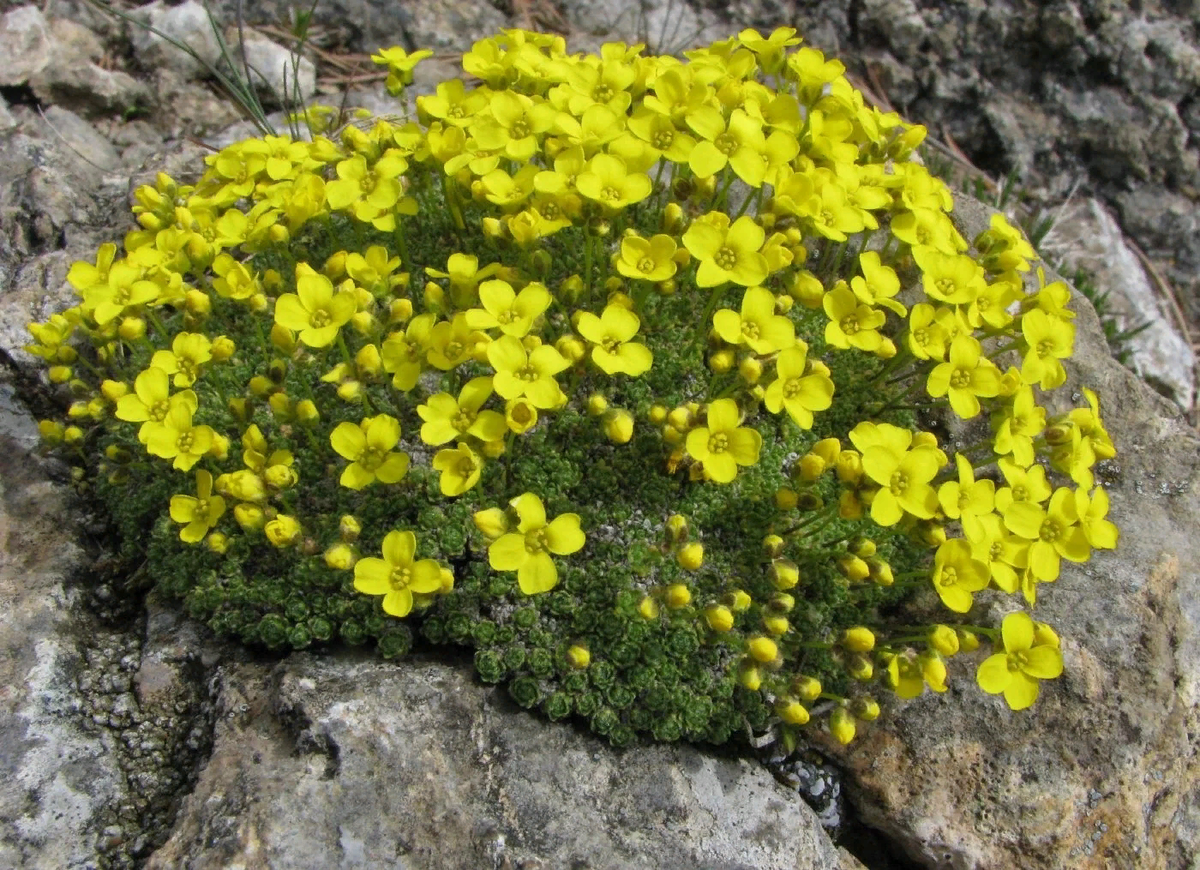 Крупка сибирская фото