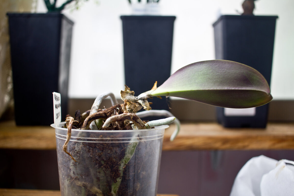 все, что осталось