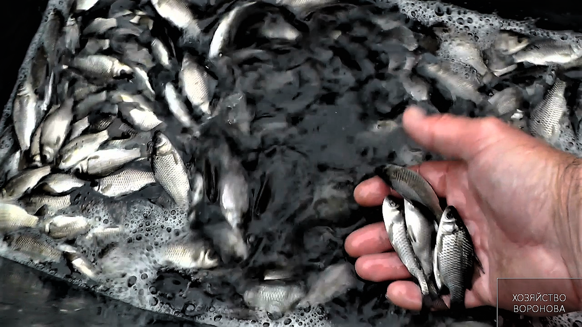 Карась для щуки