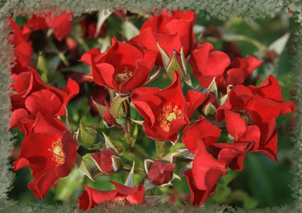 Meickinava (Мейкинава) - ещё одно наименование этого сорта