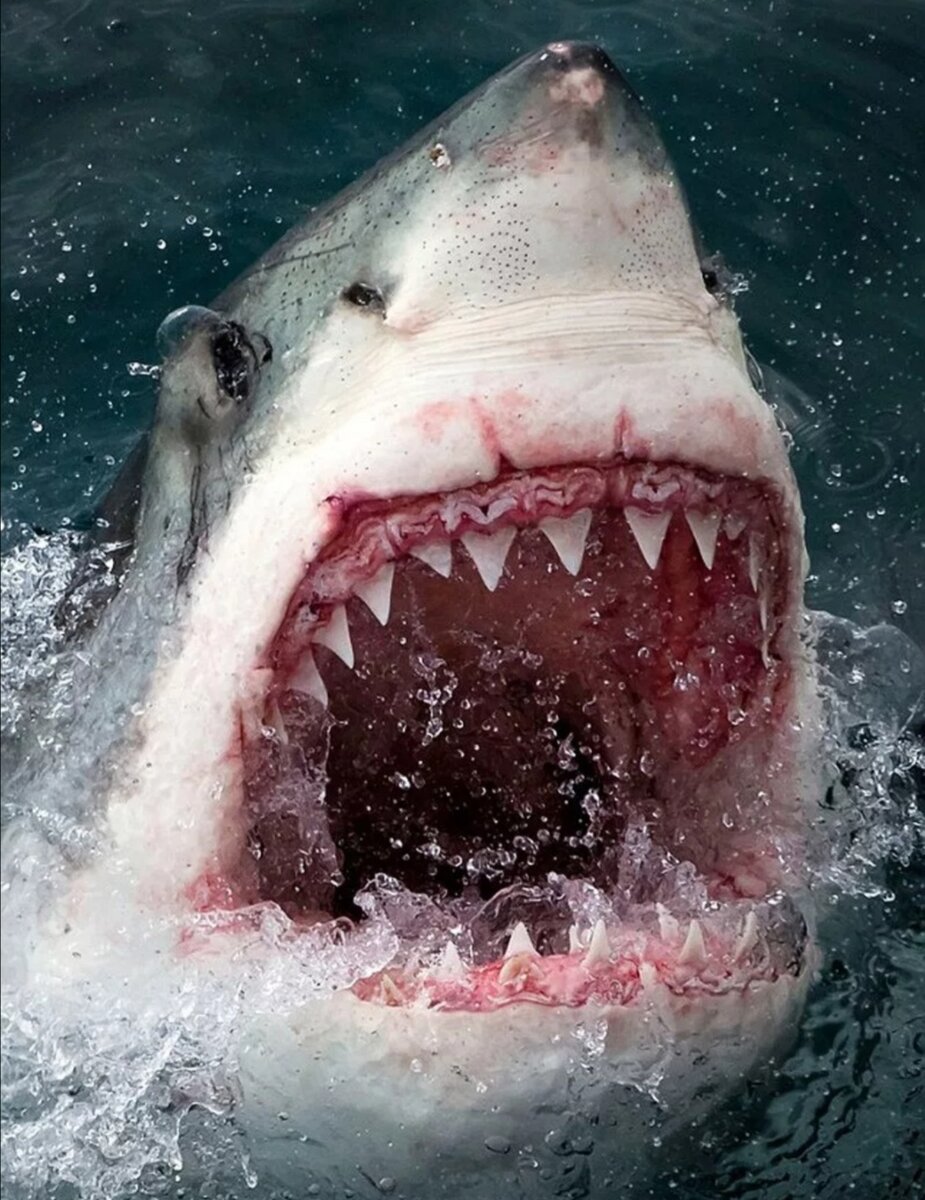 фотографии про акул