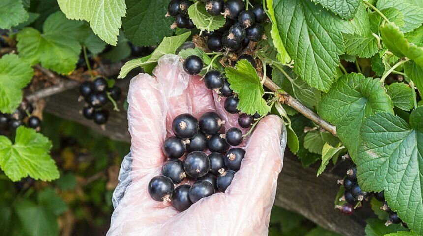 5 Секретов обильного плодородия Черной Смородины. Урожай радует год от года