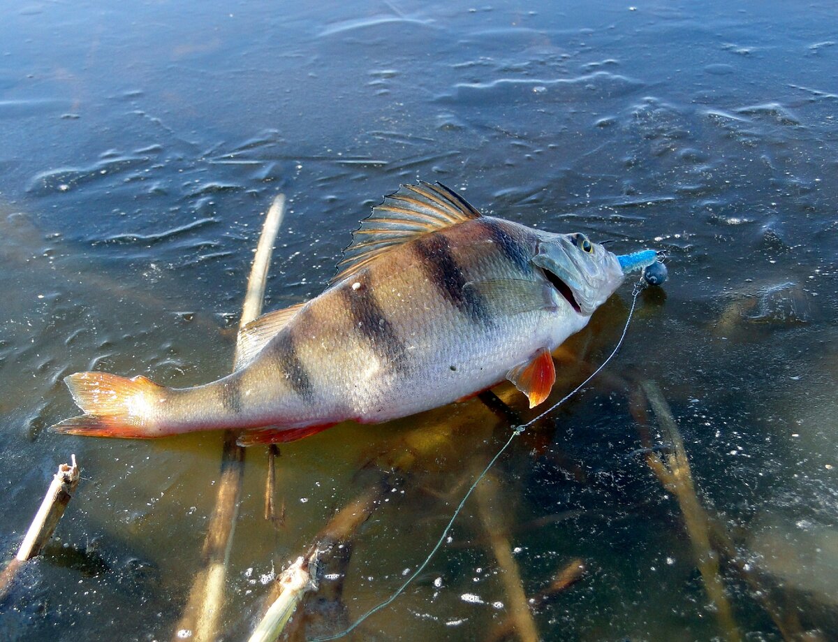 Зато можно было попозировать на льду )))