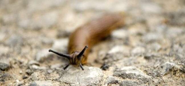 Изображение с сайта vesogorod.ru