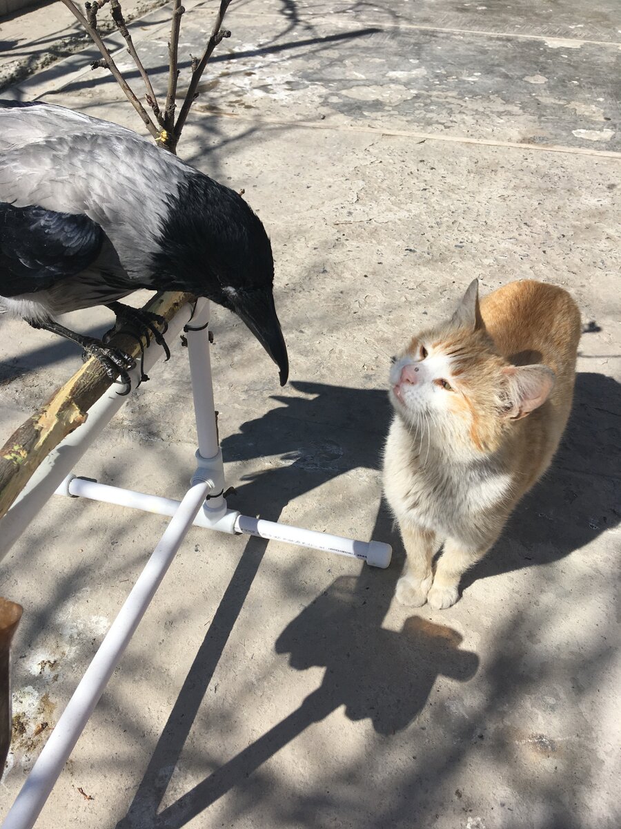 Котэ и воронелла.Фото автора.