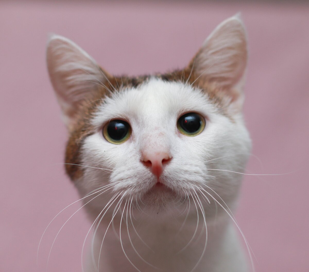 Клим - кот, который и сподвигнул замечательного человека к искусству:) 