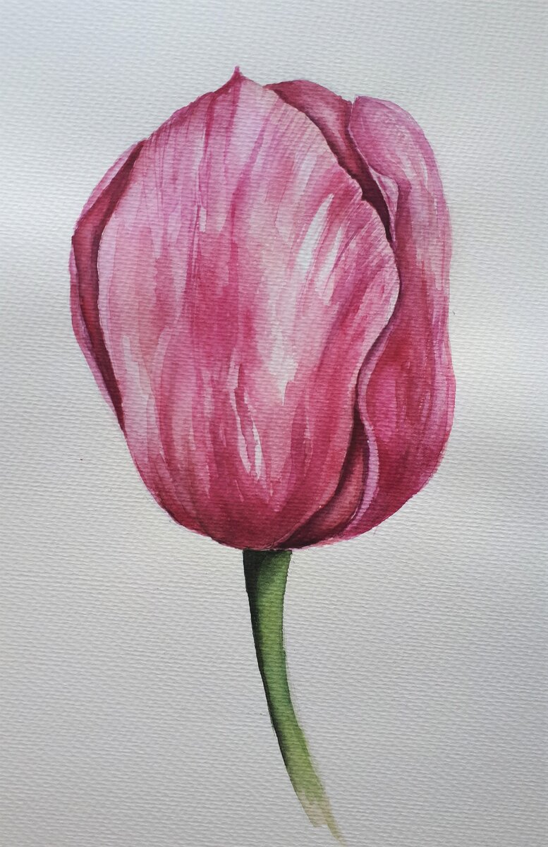 Тюльпан. 