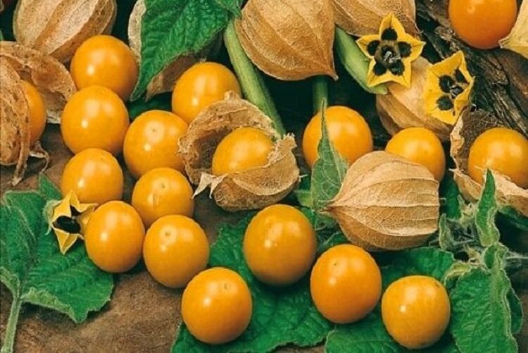 Фото: яндекс картинки https://yandex.ru/images/