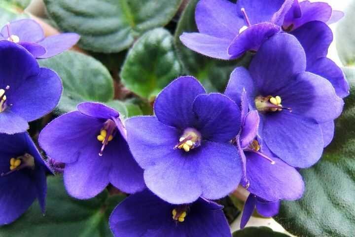 Картинка из интернета