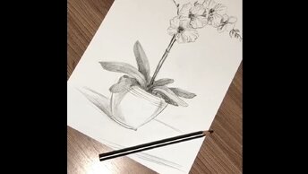Как нарисовать орхидею простым карандашом
